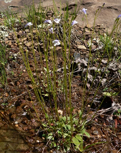 {Lindernia monticola}